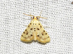 Calamoschoena stictalis