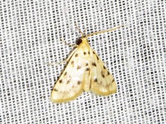 Calamoschoena stictalis