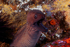 Gymnothorax prionodon