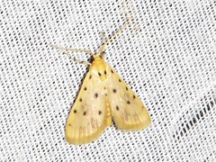 Calamoschoena stictalis