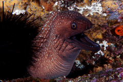 Gymnothorax prionodon