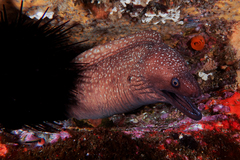Gymnothorax prionodon