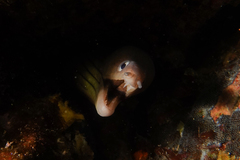 Gymnothorax nubilus