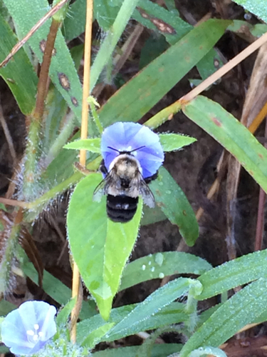 Hairy clustervine