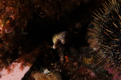 Gymnothorax nubilus