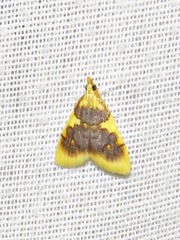 Sameodesma xanthocraspia