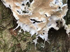 Ramaricium polyporoideum