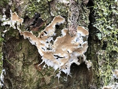 Ramaricium polyporoideum