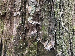 Ramaricium polyporoideum