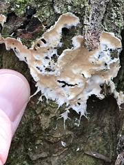 Ramaricium polyporoideum