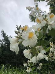 Bauhinia uruguayensis
