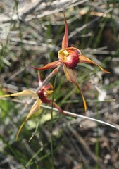 Caladenia pectinata