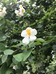 Bauhinia uruguayensis