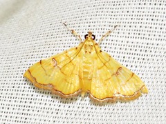 Isocentris charopalis