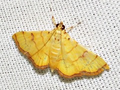Isocentris charopalis
