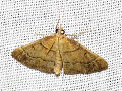 Stemmatophora depressalis