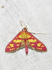 Stenochora lancinalis