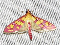 Stenochora lancinalis