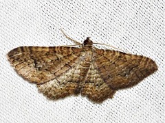 Horisme obscurata obscurata