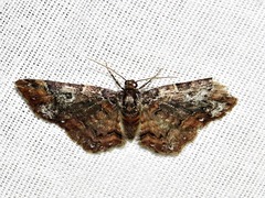 Melanthia ustiplaga
