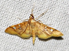 Prophantis smaragdina