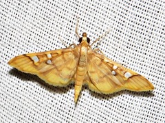 Prophantis smaragdina