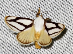 Parapluda invitabilis