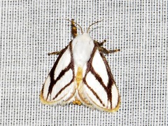 Parapluda invitabilis