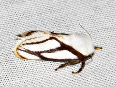 Parapluda invitabilis