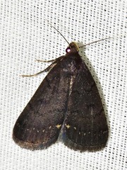 Nodaria nodosalis