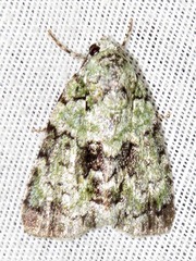 Blenina squamifera