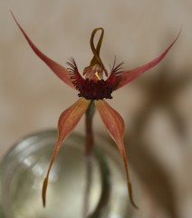 Caladenia pectinata