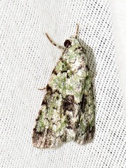 Blenina squamifera