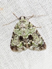 Blenina squamifera