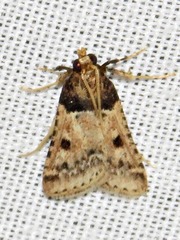 Loryma basalis