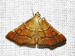 Stemmatophora depressalis