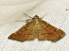 Stemmatophora depressalis