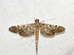 Duponchelia lanceolalis