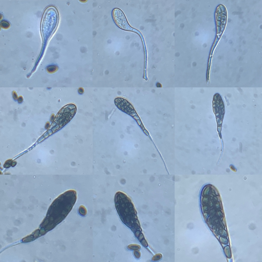 Preussia funiculata