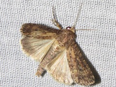 Condica capensis