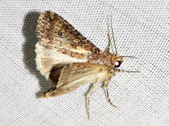 Condica capensis