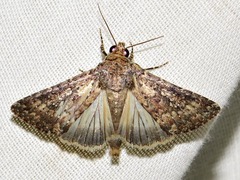 Condica capensis