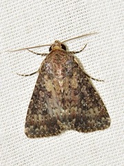 Condica capensis