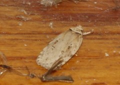 Agonopterix canadensis