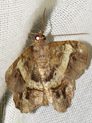 Chiasmia umbrata