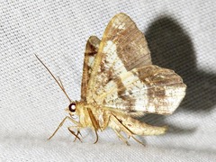 Chiasmia umbrata
