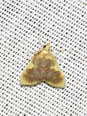 Sameodesma xanthocraspia