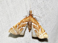 Panotima angularis