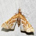 Angular Snoutmoth - Photo (c) Kate Braun, some rights reserved (CC BY-NC), uploaded by Kate Braun