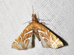 Panotima angularis